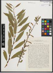 Foto von Salix pycnostachya Andersson